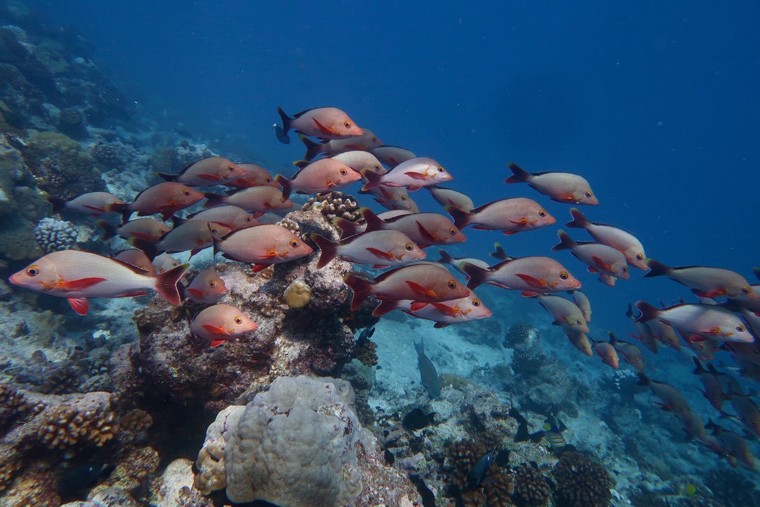 Dr Jordan Casey (@jordanmcasey) on Twitter photo Fish poop feeds coral reefs! 💩 🐟
We examine the quality of fish food and poop for 51 fish species & reveal that fishes don't retain a lot of nutrients from their food, making fish poop a nutritious snack for other critters.
Paper led by <a href="/NinaSchiett/">Dr Nina Schiettekatte</a> : doi.org/10.1111/oik.09… Fish poop feeds coral reefs! 💩 🐟
We examine the quality of fish food and poop for 51 fish species & reveal that fishes don't retain a lot of nutrients from their food, making fish poop a nutritious snack for other critters.
Paper led by <a href="/NinaSchiett/">Dr Nina Schiettekatte</a> : doi.org/10.1111/oik.09…