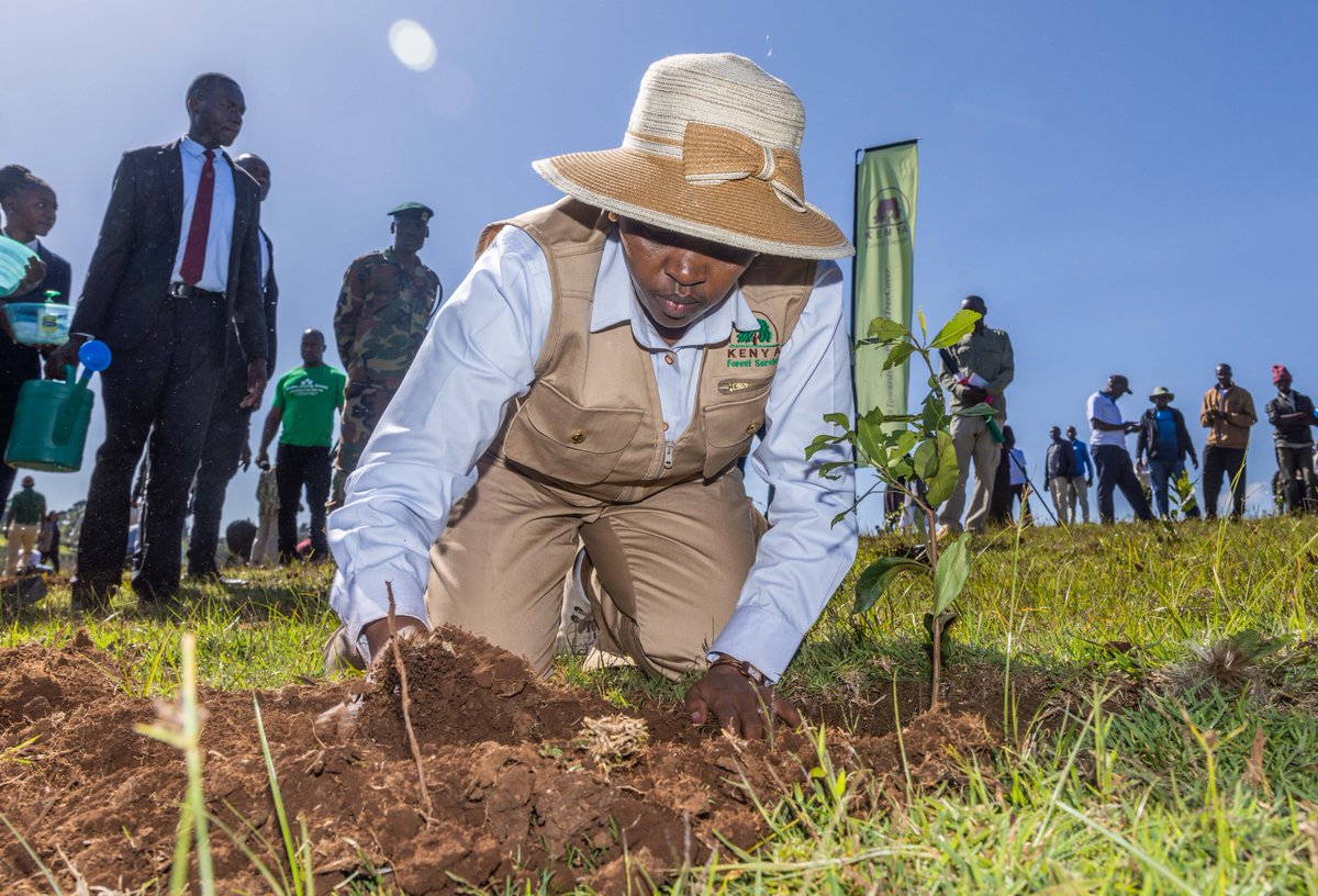 FirstLadyKenya's tweet image. First Lady @MamaRachelRuto today joined learners and members of the local community in Kaptagat for a tree planting exercise at Kaptagat Forest in Elgeyo Marakwet County.