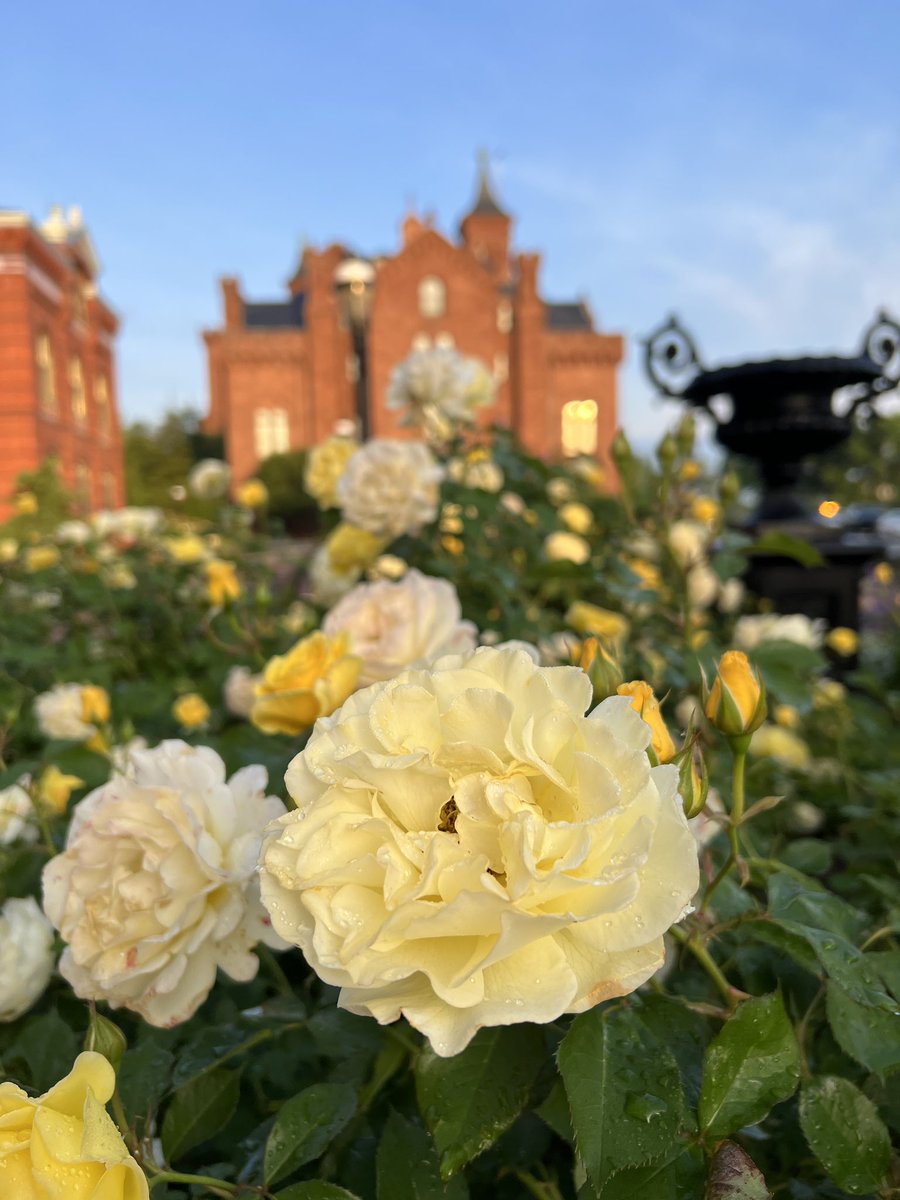 SIGardens's tweet photo. It��s #RoseMonth and this yellow rose is brightening up our day!
🌹: Rosa ‘Yellow Submarine’
#RoseGarden #SmithsonianGardens https://t.co/wnjFGnjBZf