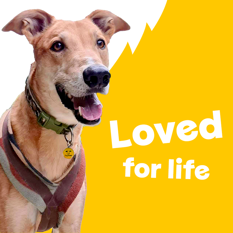 DogsTrust's tweet photo. Welcoming a new dog into your home is incredibly exciting, but alongside all the cuddles, it's important to think about the future. By signing up to our free Canine Care Card, should something happen to you, we'll give them all the love &amp; care they deserve.