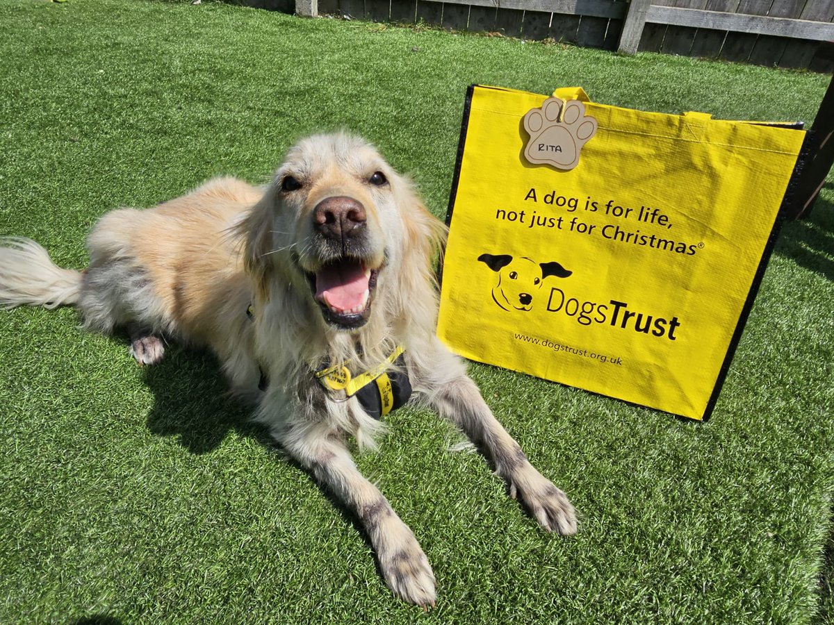 Rita is smiling from ear to ear as today she packed her big yellow bag, said goodbye to her foster carer and is headed to her fur-ever home 🏡 

@dogstrust #goldenday #goldengirl #smiley #bigyellowbagday💛