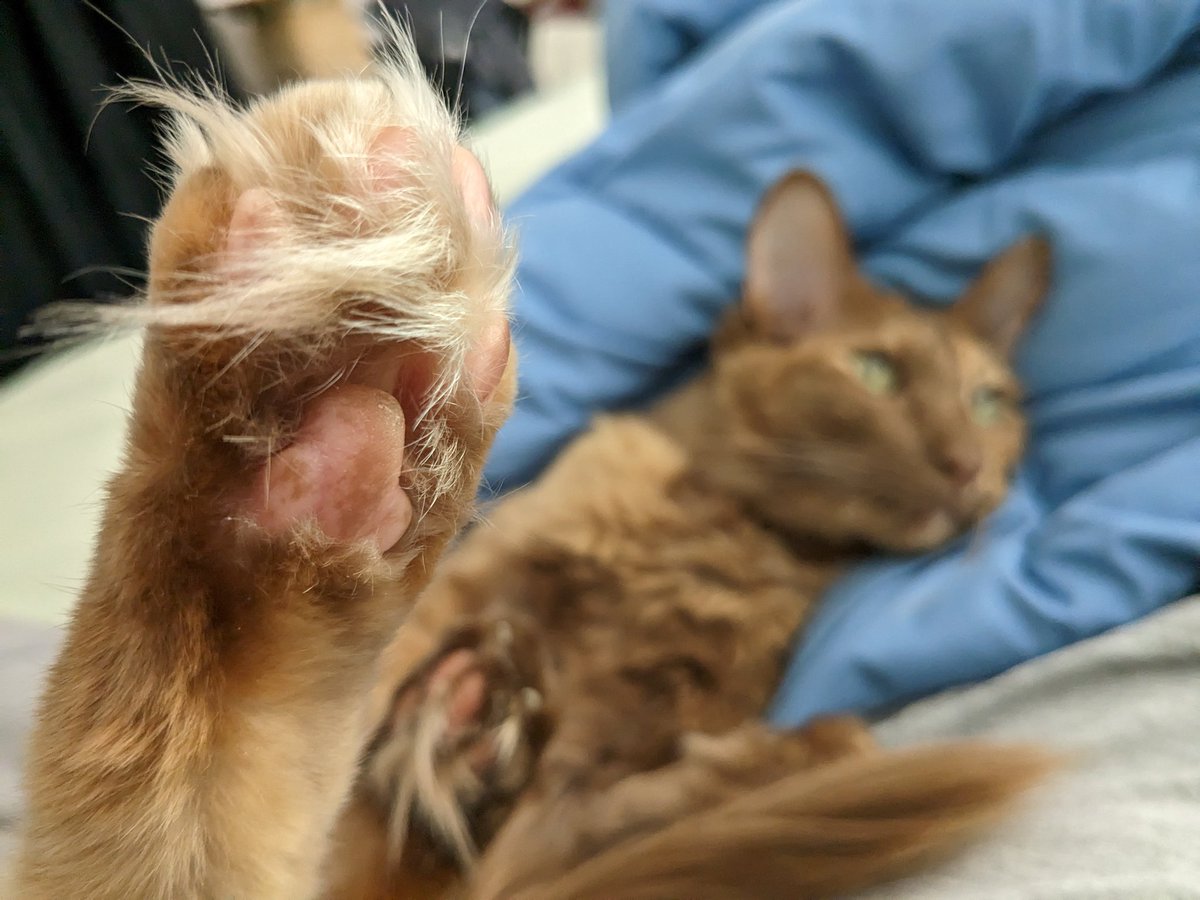 cooperandmaple's tweet photo. Maple showing off some tufted and freckled beans 🫘 https://t.co/bTXHy61mtk