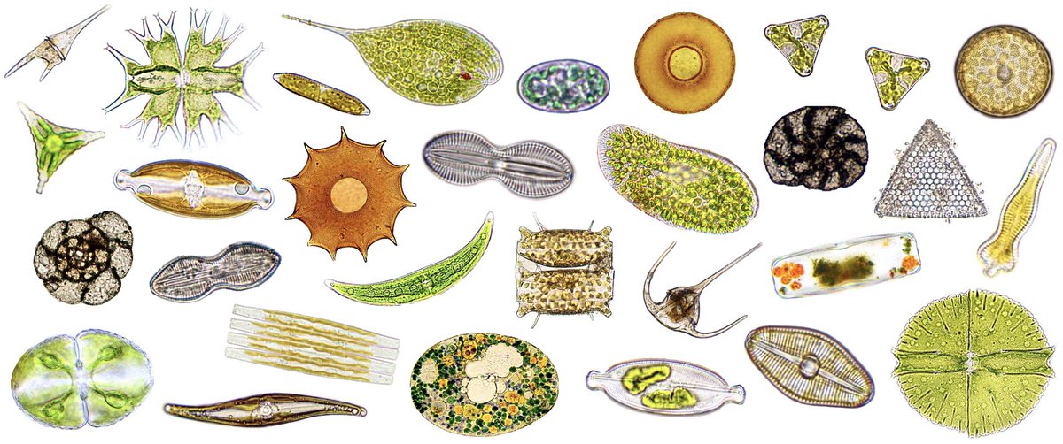 Made this for a project from some of my old photos and thought I would share. Protists are BEAUTIFUL. Do you have a favorite? #algae #protists #microscopy