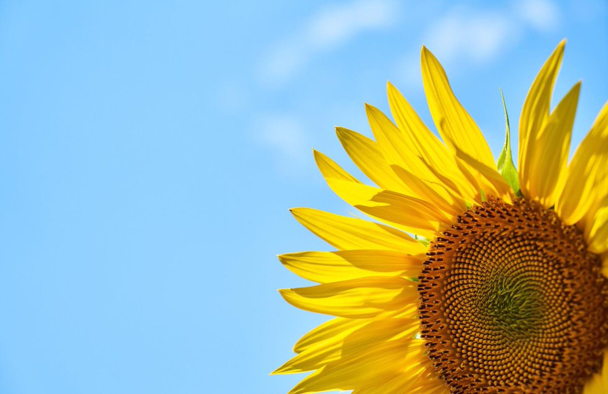 Take a sunny stroll round our Southover Open Gardens trail of 14 secret gardens to explore in Lewes, this Sunday June 11 from 2pm – 5pm. Tickets £5, kids under 16 go free. More info: tinyurl.com/Southoveropeng…
#lewes #opengardensofsouthover #visitlewes