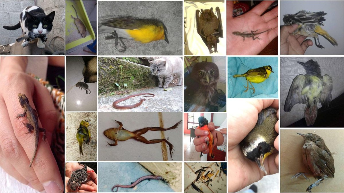 interesante artículo. Hallaron que el 93.5% d presas capturadas por gatos son especies nativas, lo cual es diferente a lo que se piensa, de que en las ciudades únicamente capturan  🐀.
🐱 atigrados y coloración parda tienen mayor tasa de captura de presas
researchgate.net/publication/35…