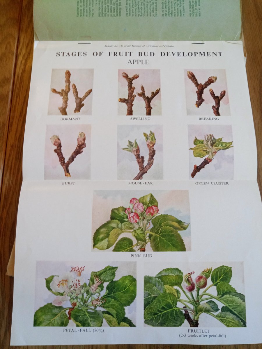 OrchardNotes's tweet photo. New #pomolibrary acquisition: 'Fruit Bud Development Illustrated by a Series of Charts' (1947) UK govt pamphlet. Several sets of rather lovely watercolours of developing bud stages: apple, pear, plum, cherry, blackcurrant, gooseberry, raspberry. https://t.co/tJJXKkt0En