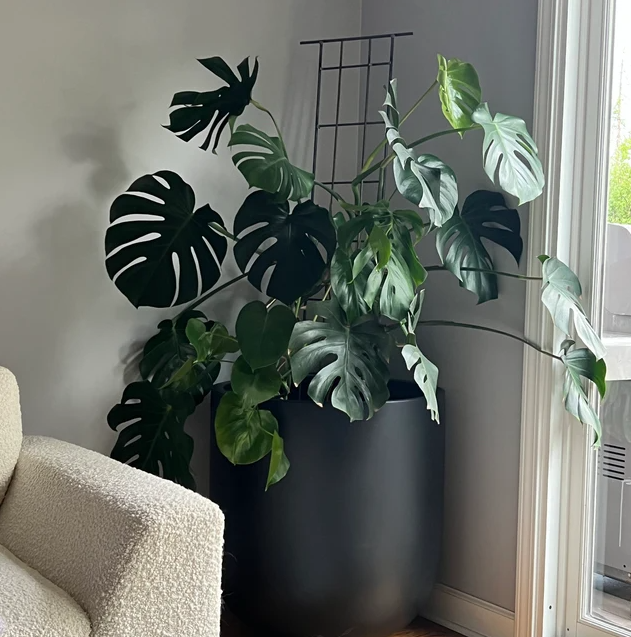 Keep that Monstera under control! This small steel trellis does the trick. #livingwithplants #monstera #philodendron #cactus #indoorgarden #tropicalplants #greenthumb #plantsmakemehappy #house #plantcollection #iloveplants   #foliage  #plantsarefriends #botanical…