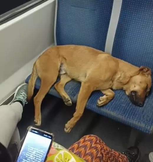 Perrito se queda dormido en asientos del tren y los pasajeros no se molestan en viajar parados 🐶❤️‍🩹
El tren estaba lleno. Sin embargo, a los pasajeros no les importó viajar parados con el propósito de no despertar, ni interrumpir el sueño del peludito, que al parecer,
