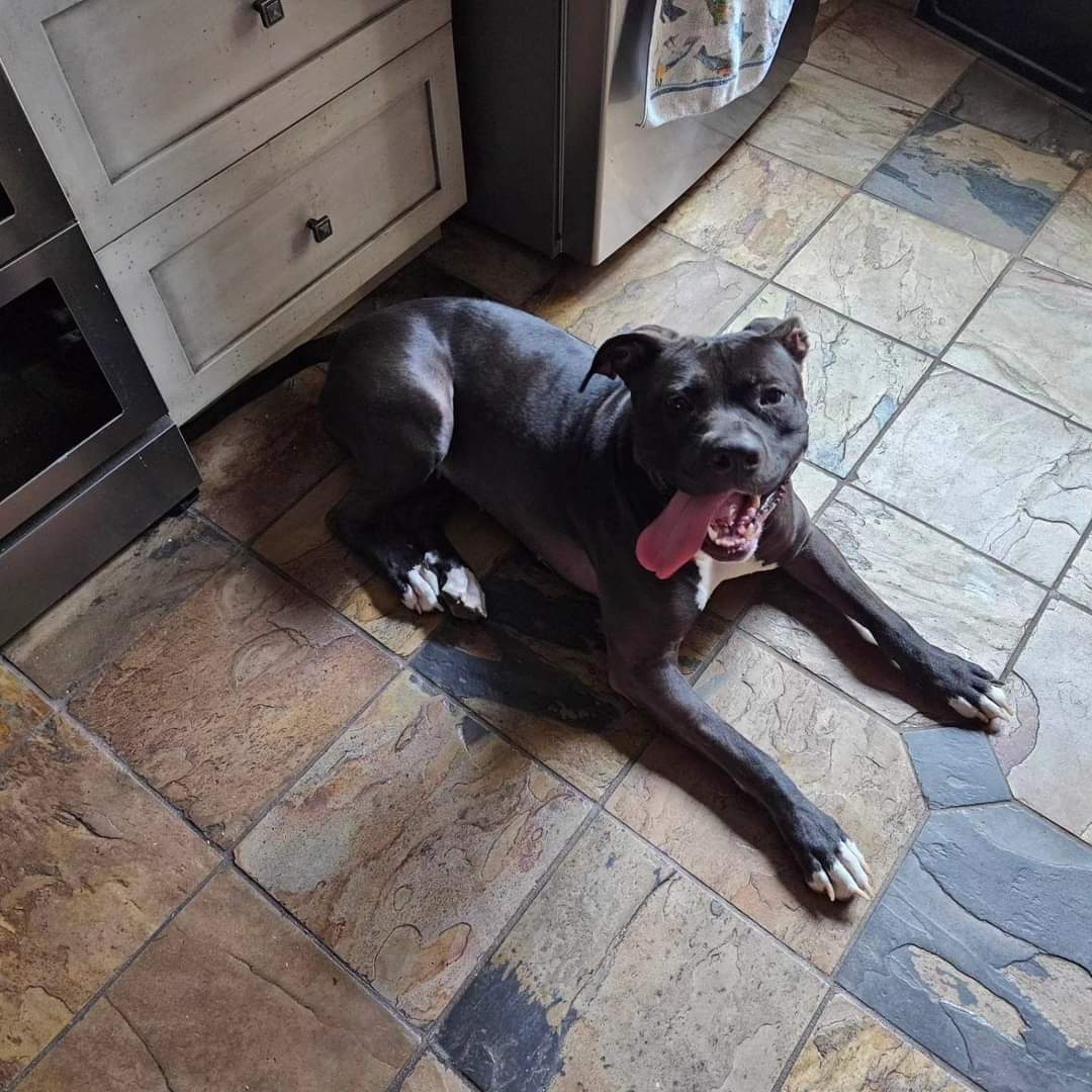 Meet adoptable Stella!

m.facebook.com/story.php?stor…

#adopt #fosteringsaveslives #yvrdogs #rescue #rescuelocal #rescuedog #adoptabledogsofcanada