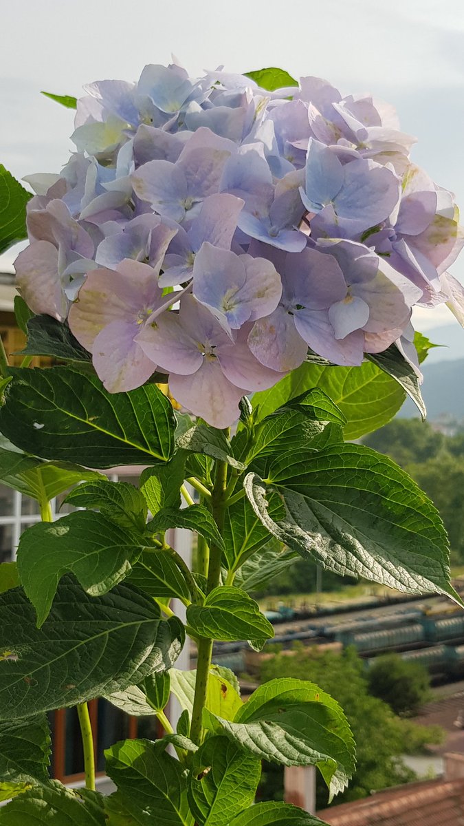 gulcangemec's tweet photo. Ortanca Çiçeği 💐
#Hydrangeamacrophylla #Flowers #Colors #terracehome #GardeningTwitter #sunsetphotography #fotografia https://t.co/C34S1JYcW3