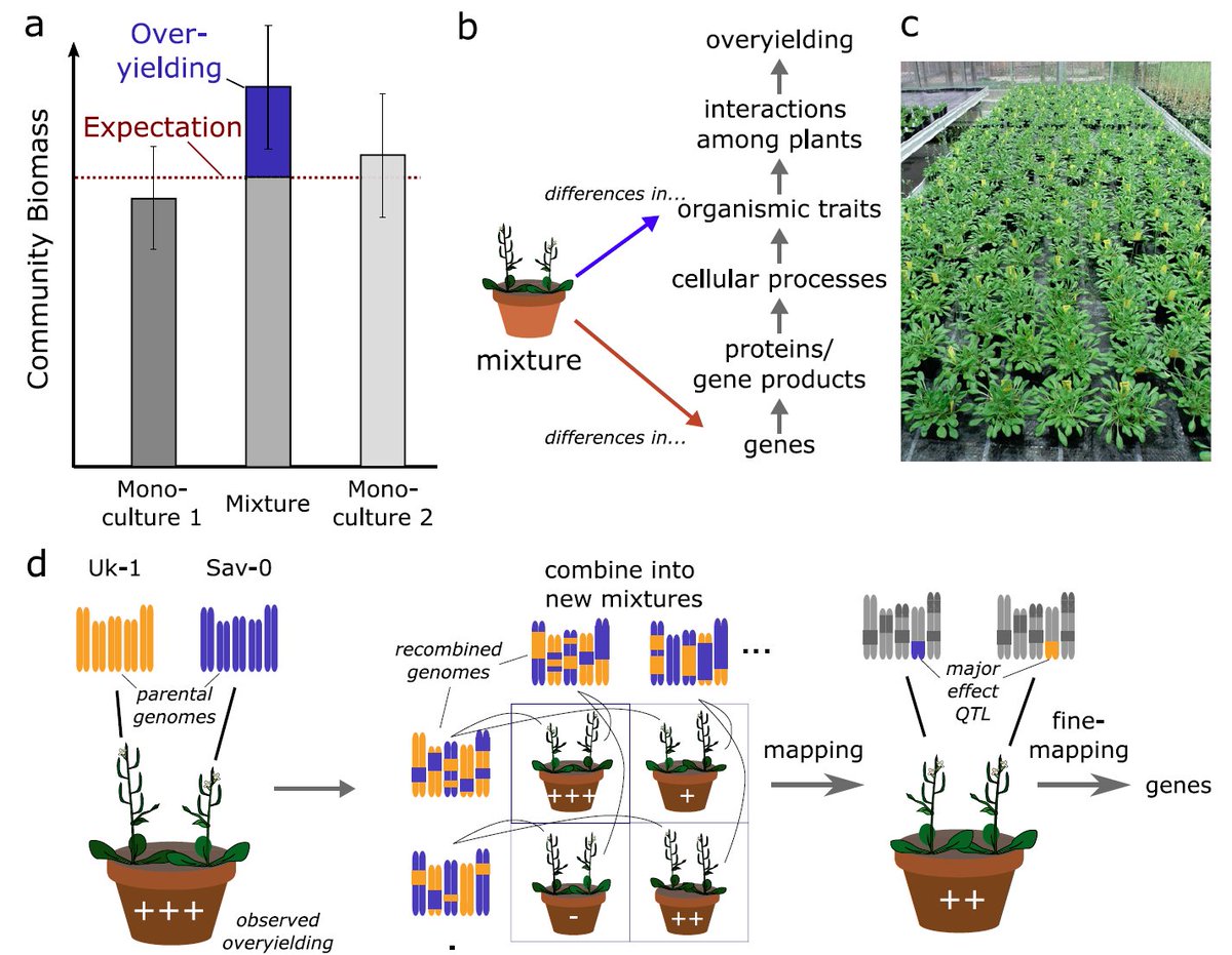 Increased mixture yield due to single-gene difference between varieties: rdcu.be/dd4tO. No need for multivariate trait differences to explain species complementarity in #biodiversity experiments.