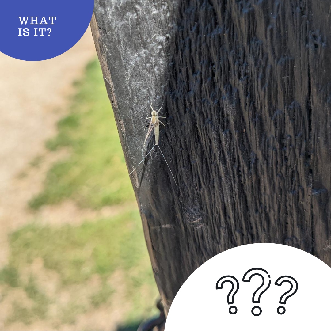 MAYbe you've seen one of these FLYing around. Do you know what it is?

#whatisit #homeschoolscience #homeschoolcurriculum
