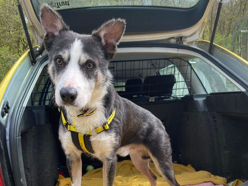 Please retweet to help Cheese find a home #ILFRACOMBE #DEVON 
Lovely Crossbreed aged 2-5, looking for a quiet, adult home as the only pet, where someone can go on with basic training as he has not lived in a home before.  

DETAILS or APPLY👇 dogstrust.org.uk/rehoming/dogs/……
 #dogs