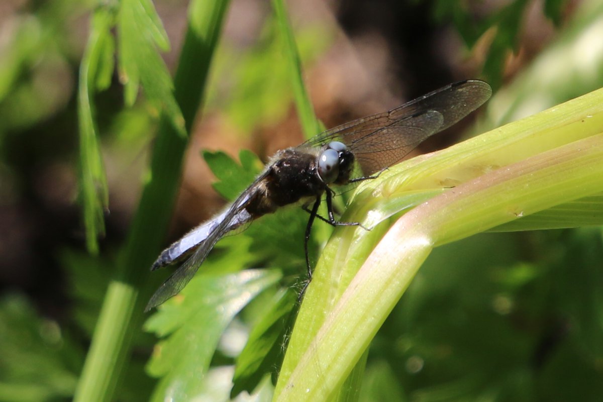 Scarce Chasers, River Blackwater <a href="/BDSdragonflies/">British Dragonfly Society</a>