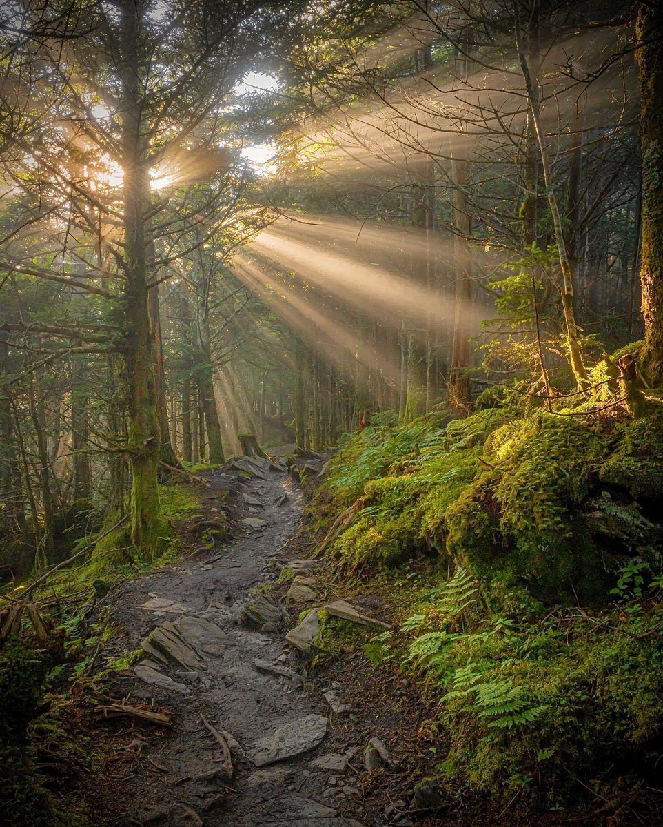 Peaceful day everyone ☀️🌳🍃🍀

📍Great Smoky Mountains 
   National Park 🏔️🌿

 📸 Adam Gravett - Facebook 💚