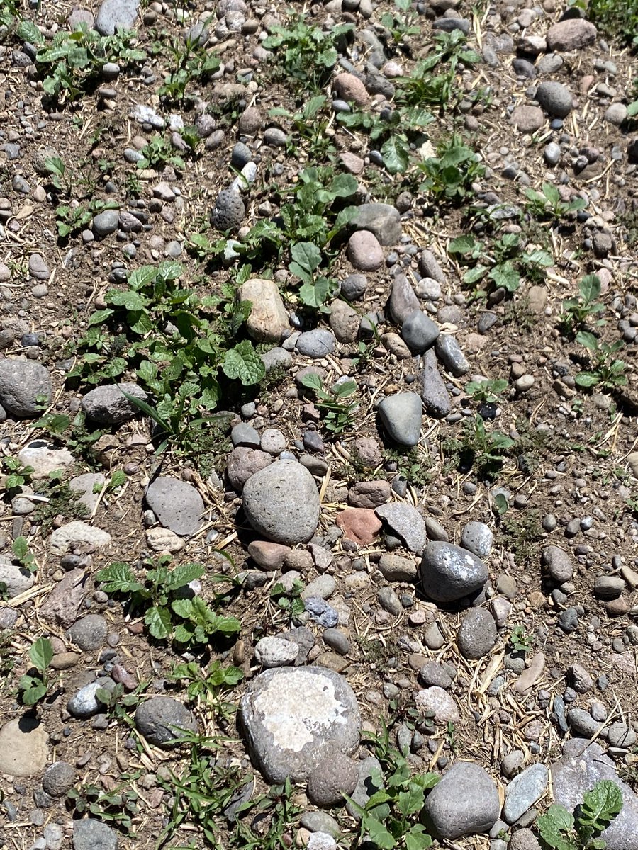 Ryan Moeller tweet media