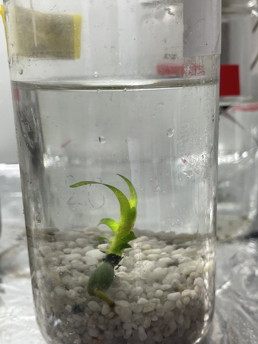 Dr Adriana Vergés tweet media