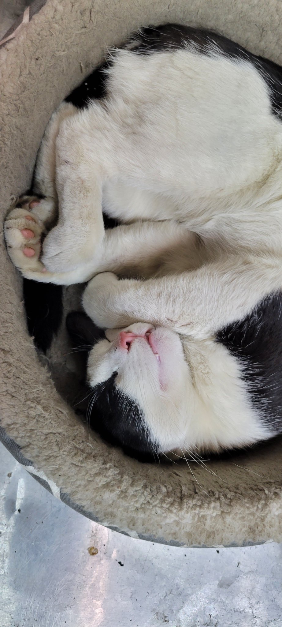 🇬🇳_Karmageddon_🇵🇷 on Twitter "Deli cat...se llama (MishMish) 