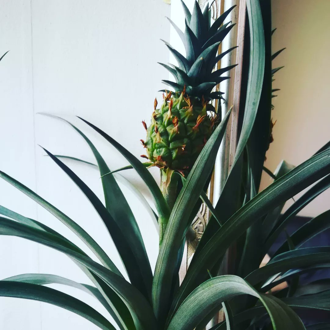 Nipped <a href="/Morrisons/">Morrisons</a> last night. They had a very sorry looking Pineapple Plant reduced from £12.50 to a quid! All dried up, wilted. I took sympathy on it, thought I'd see if I could revive it. 24 hours later &amp; it looks really happy. 😊 Quite pleased with my pound bargain 🍍🌱💛