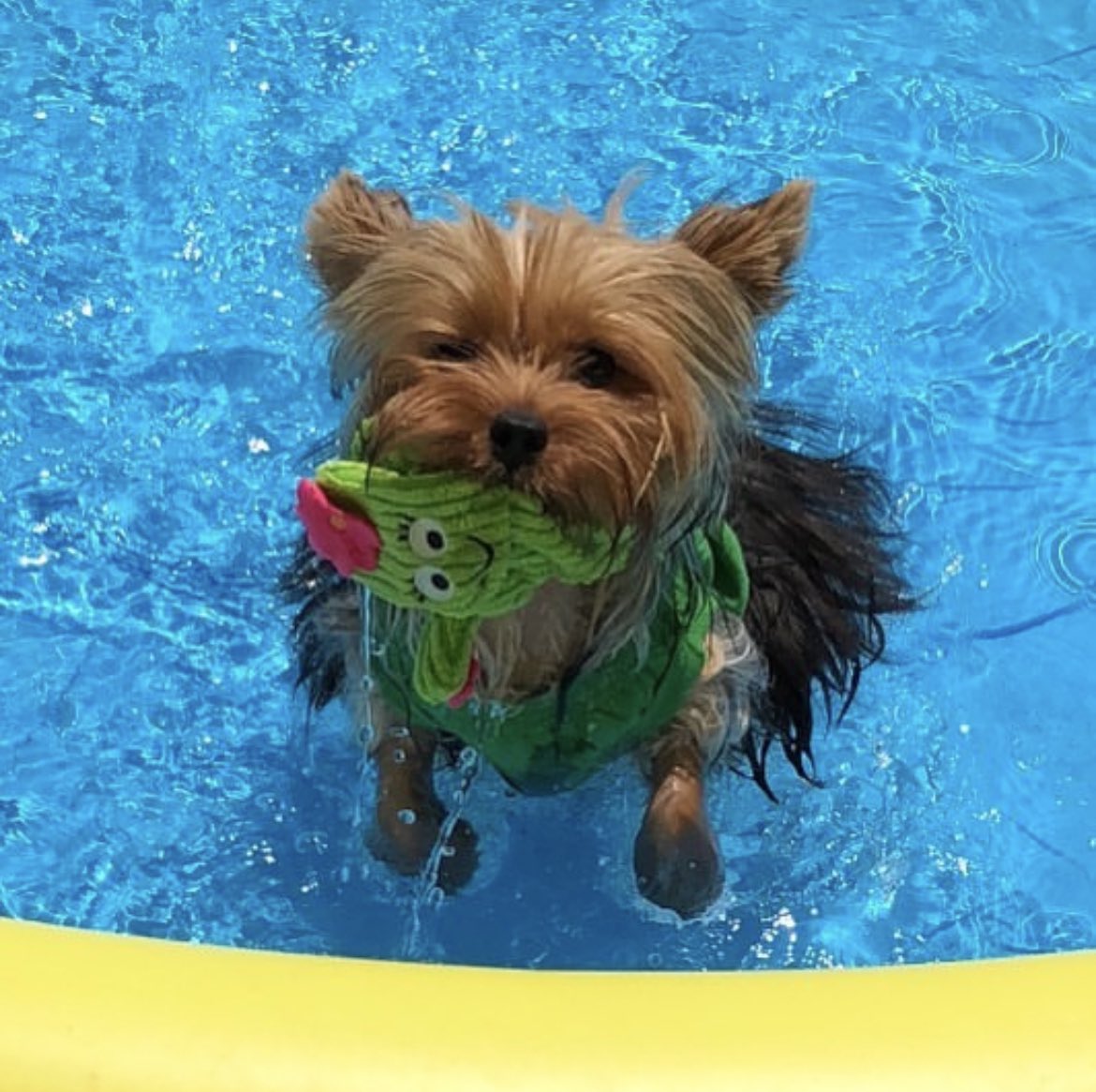 Swimming with my toy ❤️ who wants to join? #Friday #Friyay #swimming #cute #love #DogsOfTwitter #DogsOnTwitter #dogsarefamily