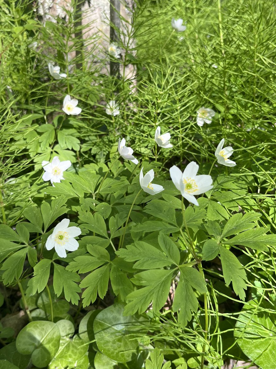 minnatlam's tweet photo. Yksikköpäivä ihanassa kasvitieteellisessä puutarhassa 🌿🌸🌳 @UniOulu https://t.co/JEIENDRUWO