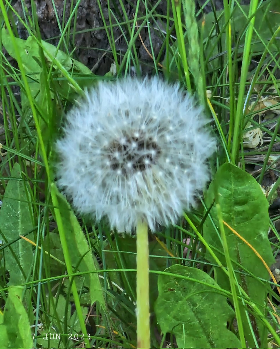 IDadzkov's tweet photo. Dandelion. Maskros.
Одуванчик созрел.
#nature #flower #vildflower
#dandelion #maskros
#FlowersPhoto https://t.co/BZ2O54qeHU