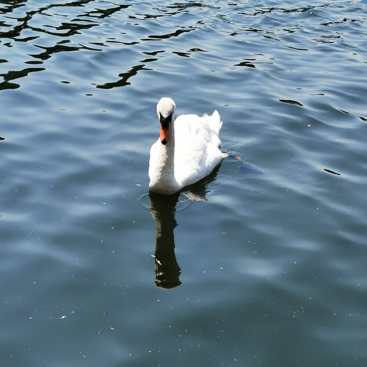 Swanning about #stneots #rivergreatouse