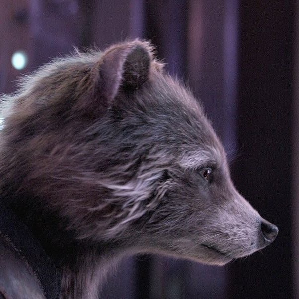 and the prettiest side profile award goes too #RocketRaccoon