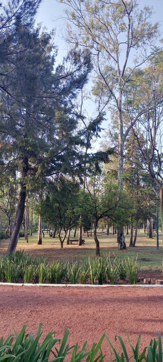 miguelchavezsup's tweet image. #PoderosoComoTú roooooolon de los strokes, reportando mi &quot;entrenamiento&quot; 🤣 desde Chapu