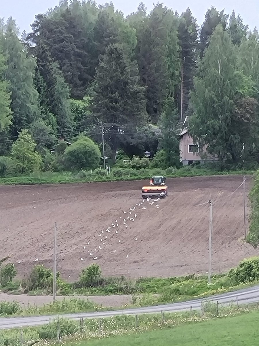 Jarkko_Moilanen's tweet photo. Mistä niitä lokkeja syntyy? No, maanviljelijät kylvää niitä peltoon. 😄 https://t.co/MxG1j4149m