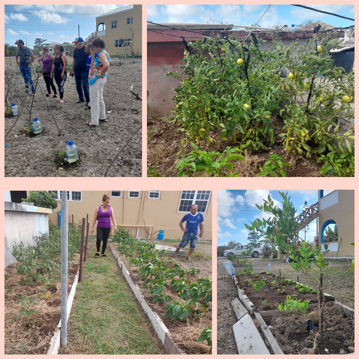 #BrigadaMedicaAntiguaBarbuda
En las arterias nuestra fluye sangre de campesino. En la visita a la casa de los colaboradores en Barbudas encontramos en el patio una siembra que avanza.
#CubaCoopera 
#60AñosSalvandoVidas