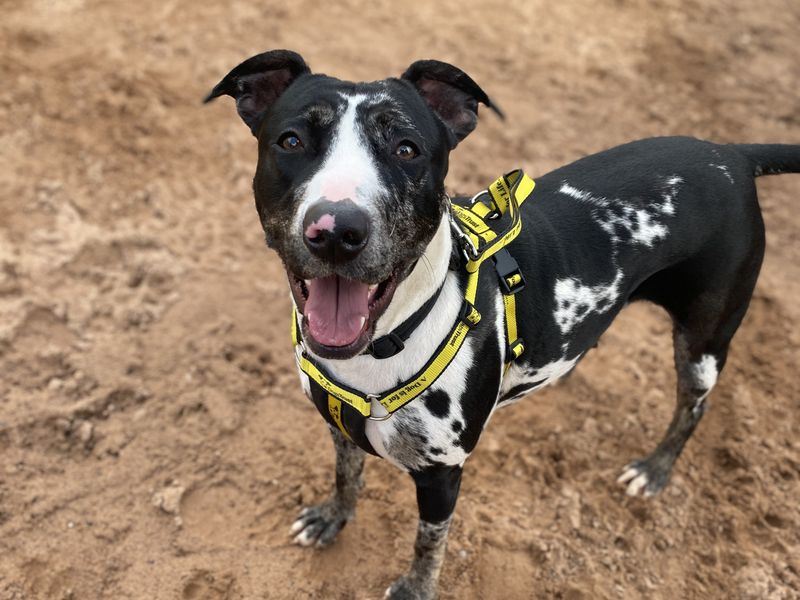 Please retweet to help Cookie find a home #LOUGHBOROUGH #UK 

Large Crossbreed aged 2-5. She needs to be the only pet and can live with children aged 15+. She loves fuss and play.

DETAILS or APPLY👇
dogstrust.org.uk/rehoming/dogs/…
#dogs
