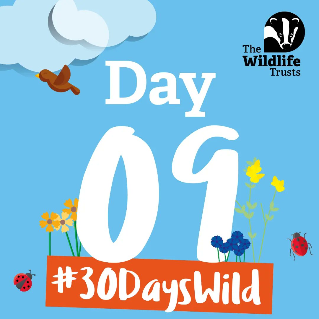 BehaviourNinja's tweet photo. Day 9 of #30dayswild saw John and Baz working with our non-verbal autistic buddy, ably supported by a small number of the clan. They also spotted the first beech nuts starting to grow!
#wildlifetrusts #Autism #AutismAwareness https://t.co/fc83tEA41a