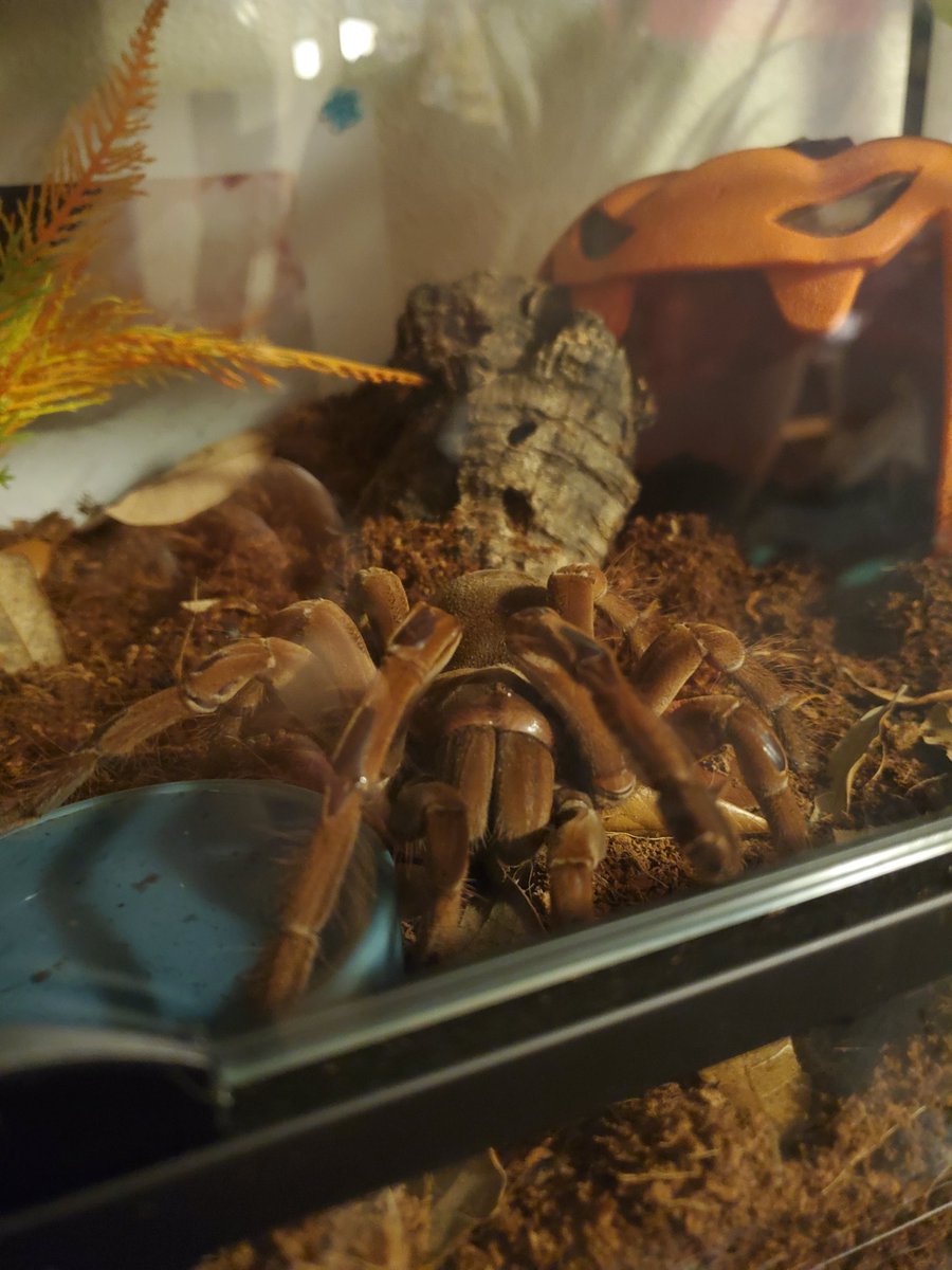 🕷Spider Warning 🕷
Lady Dimitrescu got her final enclosure this week! Big gal wasn't too happy about moving but I think she'll warm up to it :)