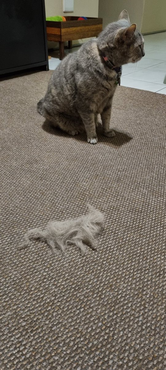 PeniStander's tweet photo. Think my cat just shred a cat! 🐈 https://t.co/pNo486eWJV