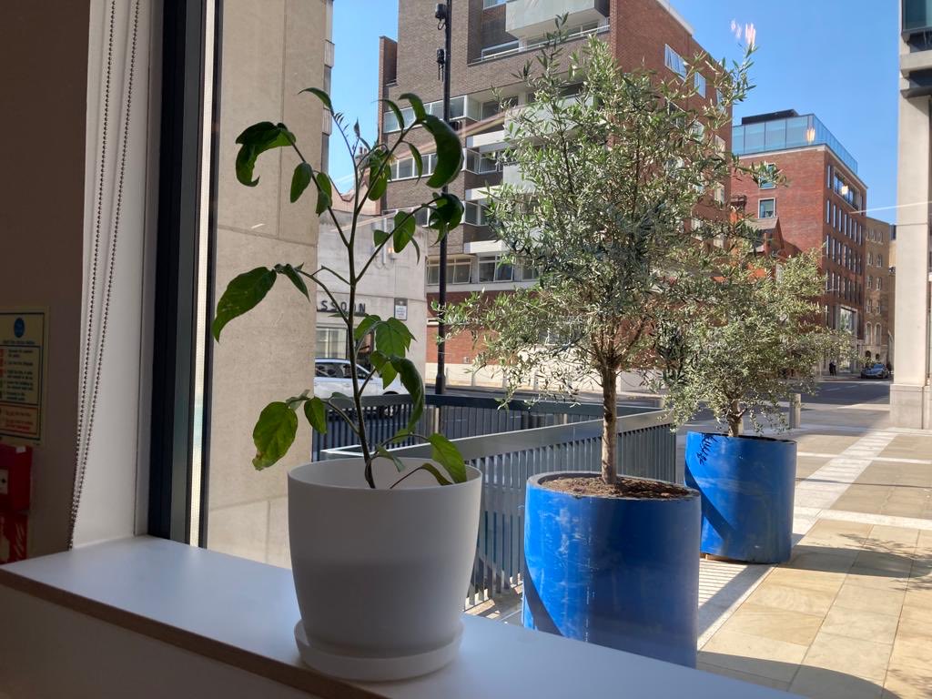 Great to see the ⁦@Greenerarbs⁩ tomato plant thriving at the IDRC!