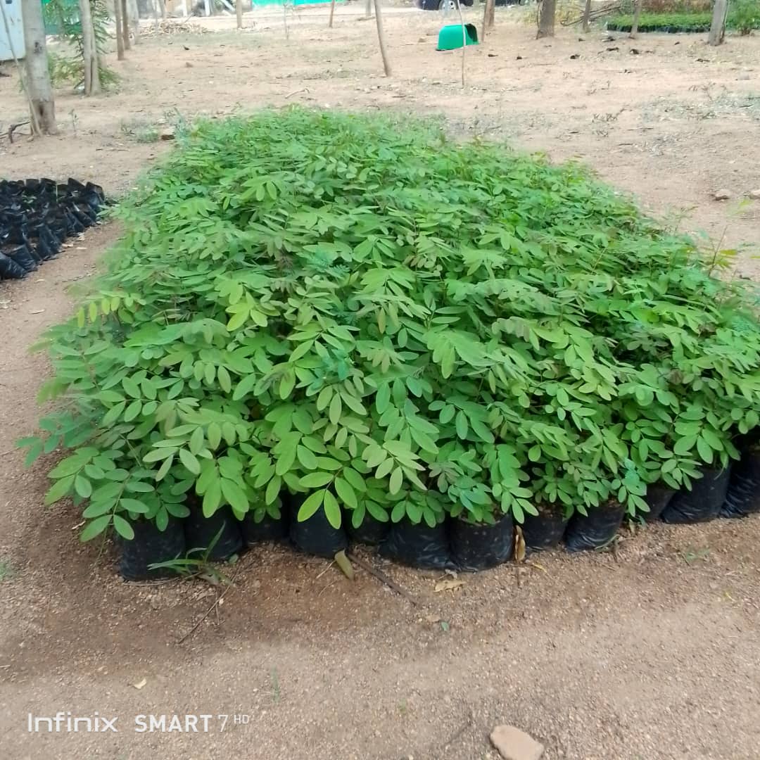 scizo57775797's tweet photo. #letsspeakafrica
#14daysenvironmentalism
#climatecrissis
#environmentaladvocacy
#savetheplanet
#scizo57775797

From Ghana https://t.co/rwvnD3o0qU