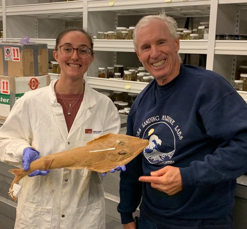 Happy #FlatSharkFriday! I got to meet one of my thesis specimens, the bareback guitarfish (Rhinobatos nudidorsalis), and #reunited with <a href="/lostsharksguy/">LostSharkGuy</a> <a href="/calacademy/">California Academy of Sciences</a>
