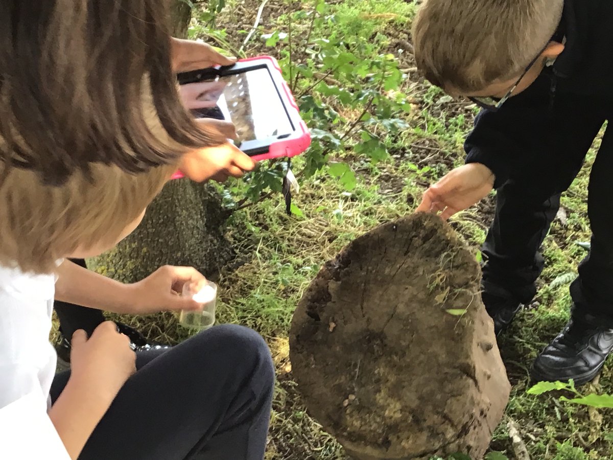 InglehurstJun's tweet photo. In science this week, #IJSYear4 went on a search for living things (including plants) in our school grounds. They then started to classify want they had found into different groups. https://t.co/ZruBPcTId2