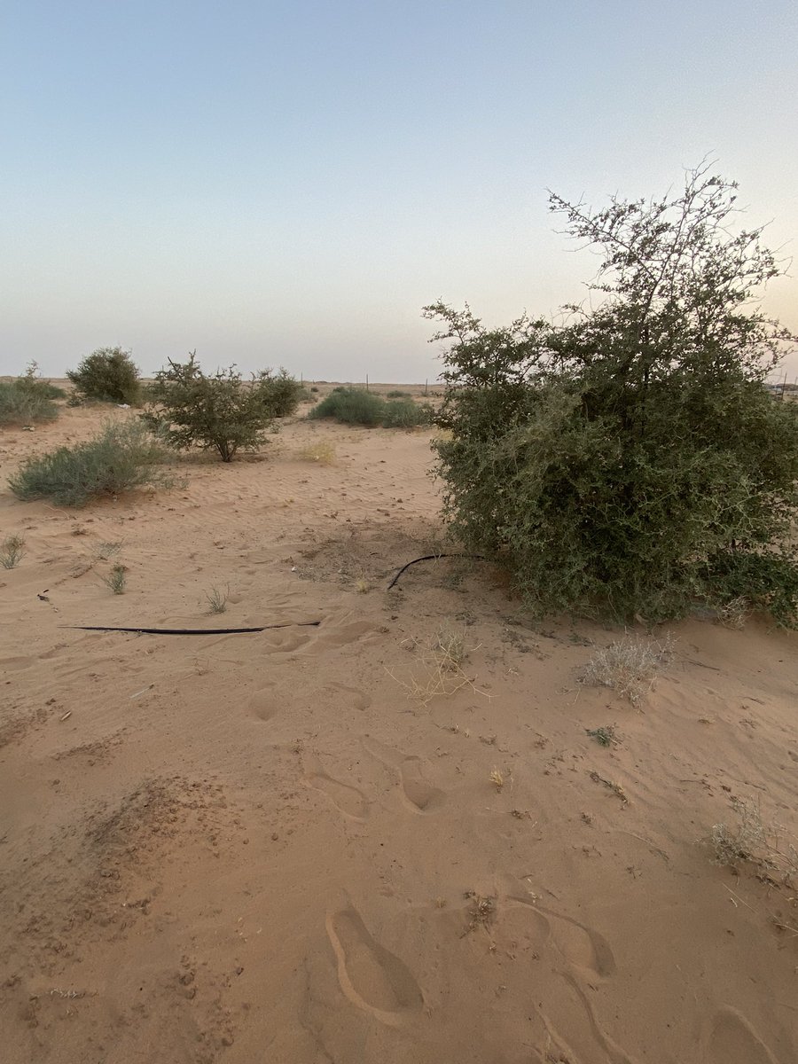 السدر البري من البدايه الى اليوم سنوات منذ زرعناه متحملا اقسى الظروف الجويه . ولكنه لله الحمد نما وكبر يزين الارض التي كانت  قبله قاحله  جردا