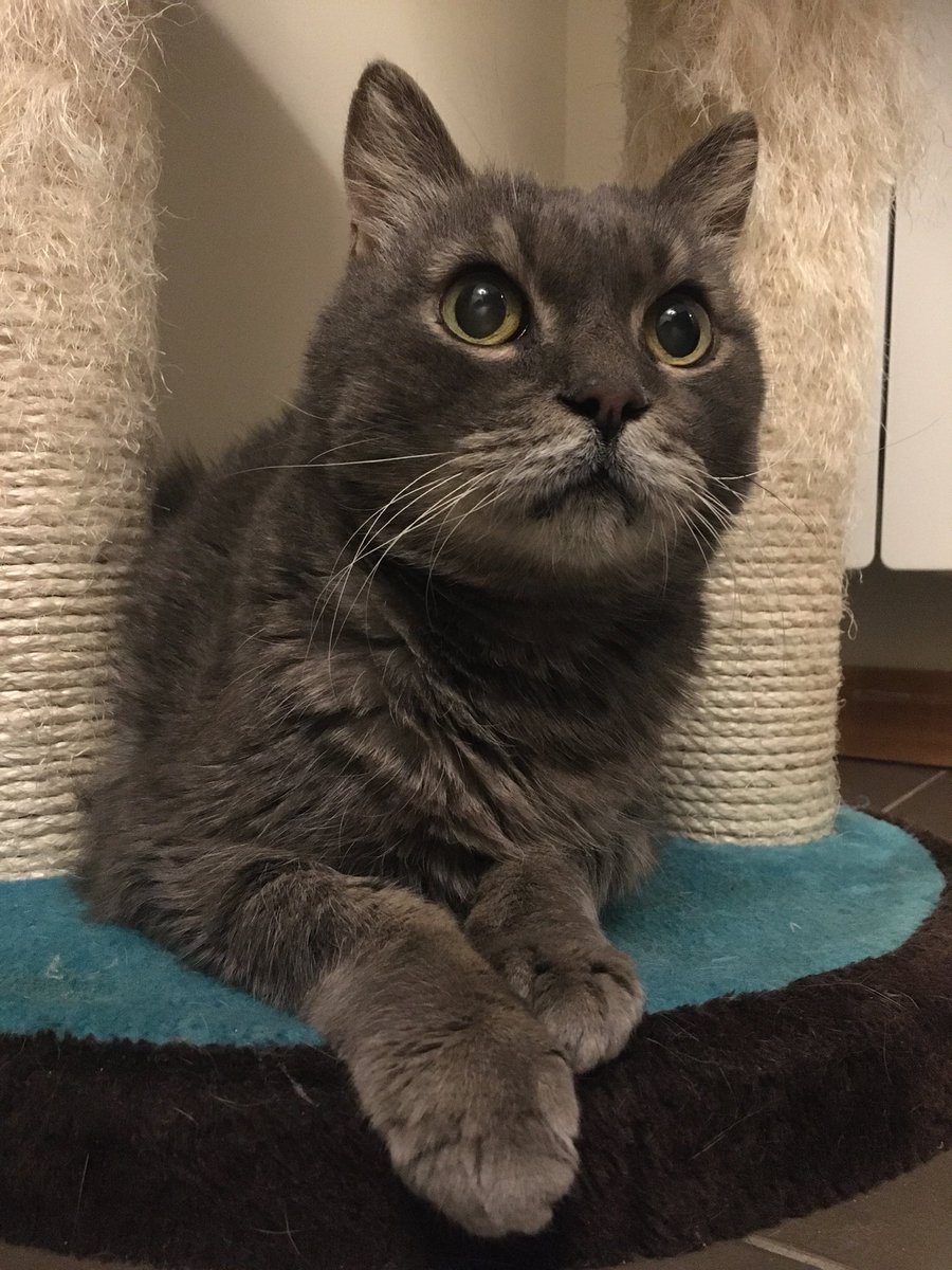 EvergreenAngel_'s tweet photo. @MASASHI_Pi_suke My 20 years old cat passed away last May because of kidneys disease. I miss him so much 🐾♥️😢 https://t.co/XwVArXs9EC