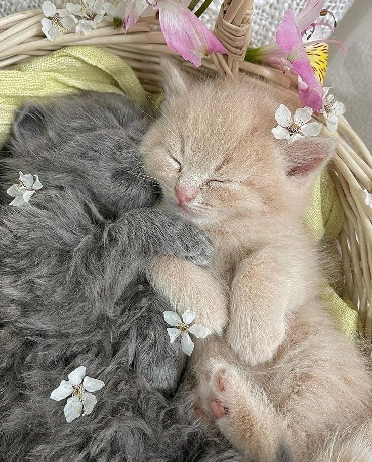 tocutetohandlee's tweet photo. https://t.co/Qglf9jBaKX