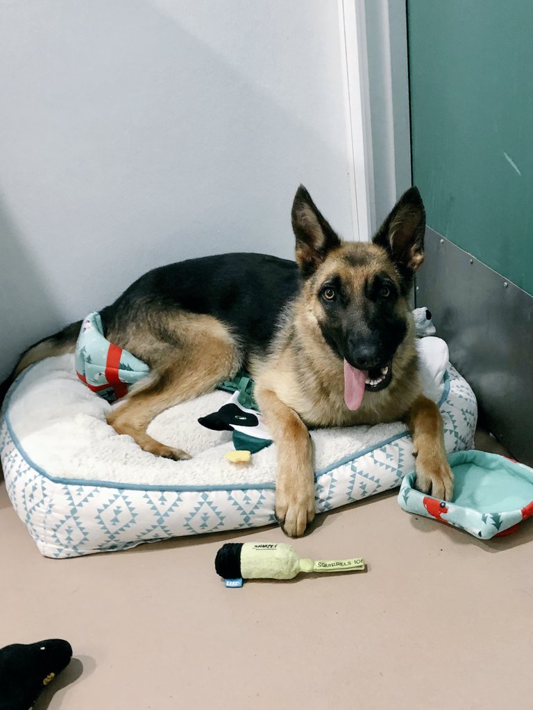 Say hi to our #PetoftheDay, Beve! Beve is an 11 month old pup here in our Reno shelter. Read more about him on our website, or come and meet him today!