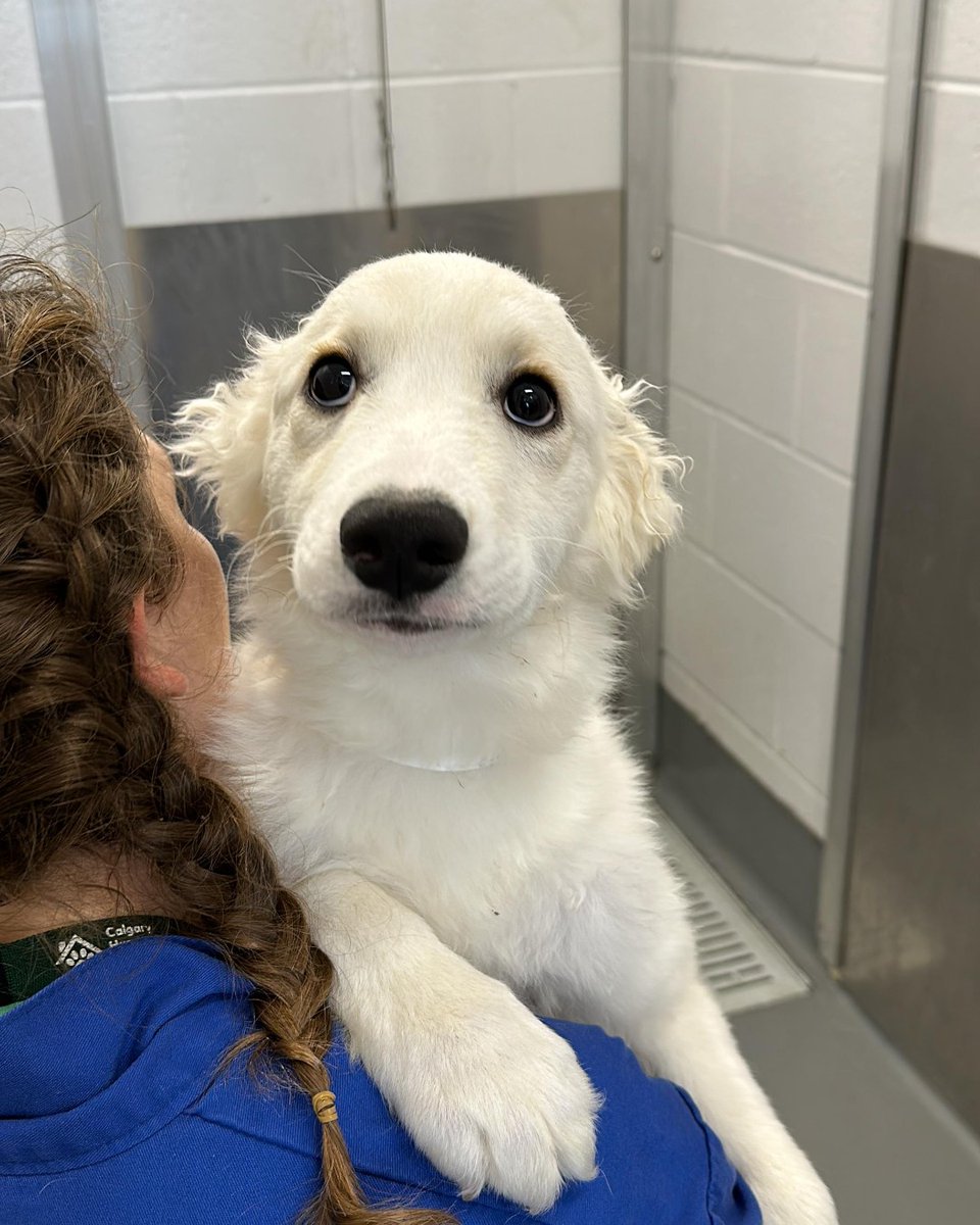 CalgaryHumane's tweet photo. Why haven't I been picked yet? 😪🐶 I'm Polly! #adoptme

I'm the sweetest girl, but I can be nervous sometimes. I'd love a calm and quiet home. I'm still a puppy who loves to snuggle and play. I can't wait to learn new things with you ❤️

ADOPT 🔗 https://t.co/f5z9w9QaJO https://t.co/cddonlqSVT