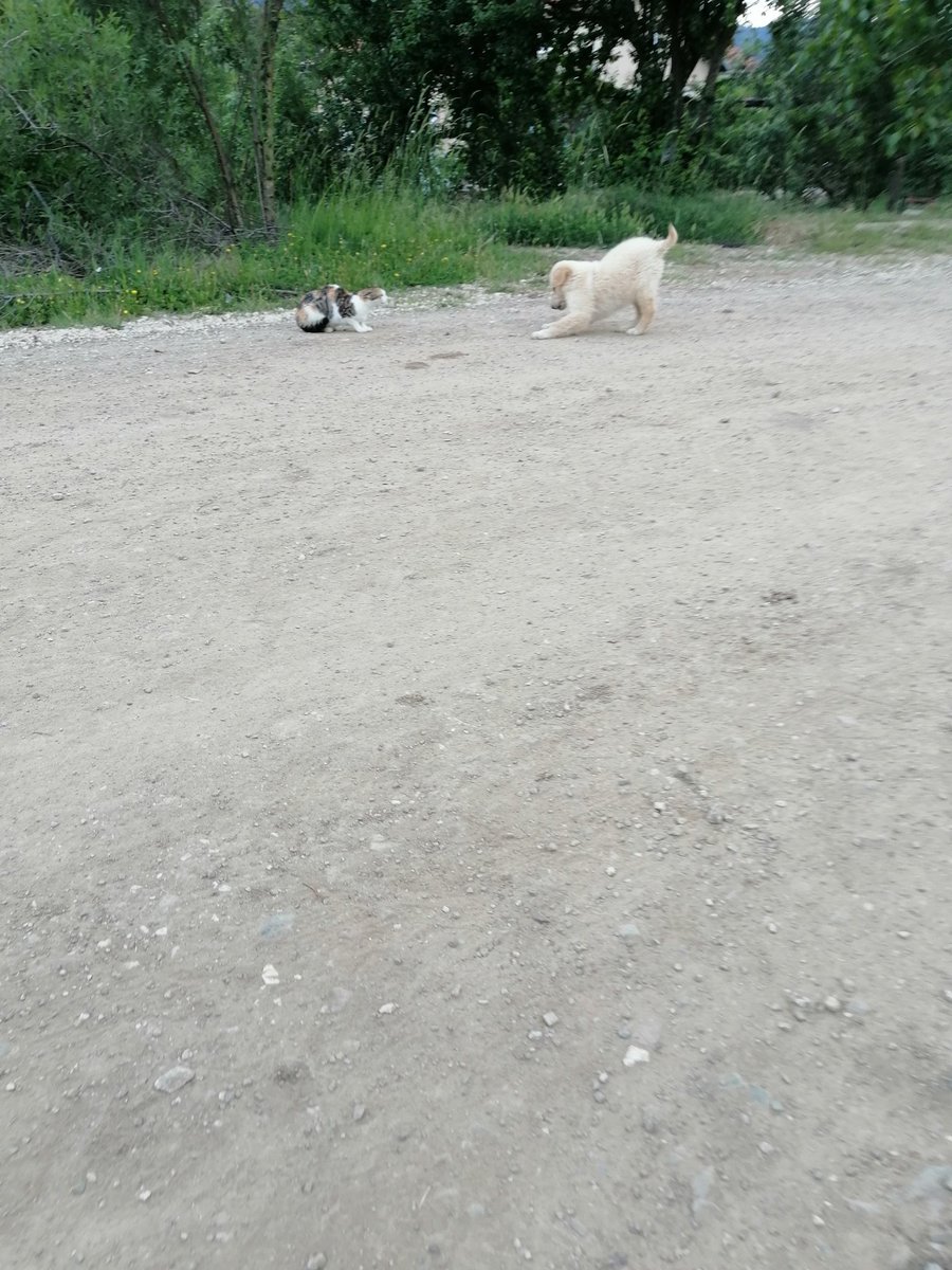 MerveDkbass's tweet photo. Bulut Bey - Benekli Hanım mücadelesinde ikinci yarı oynandı. Ama skor değişmedi...
#Günakşamda 🌞🌞🌞
#iyiaksamlar 🌿🌿🌿🌿
#BulutBey 🐕🐕🐕🐕🐕
#BenekliHanım 🐈🐈🐈 https://t.co/CK0HypcSNU