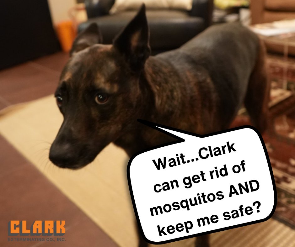 mybugproblem's tweet image. Mosquitos are EVERYWHERE this time of year. Don&apos;t let yourself become a Capri Sun for these bugs. We&apos;ll come out to your house and use our environmentally friendly, pet friendly, kid friendly, YOU friendly technique and take care of them.

#ClarkExterminating #MosquitoManagement