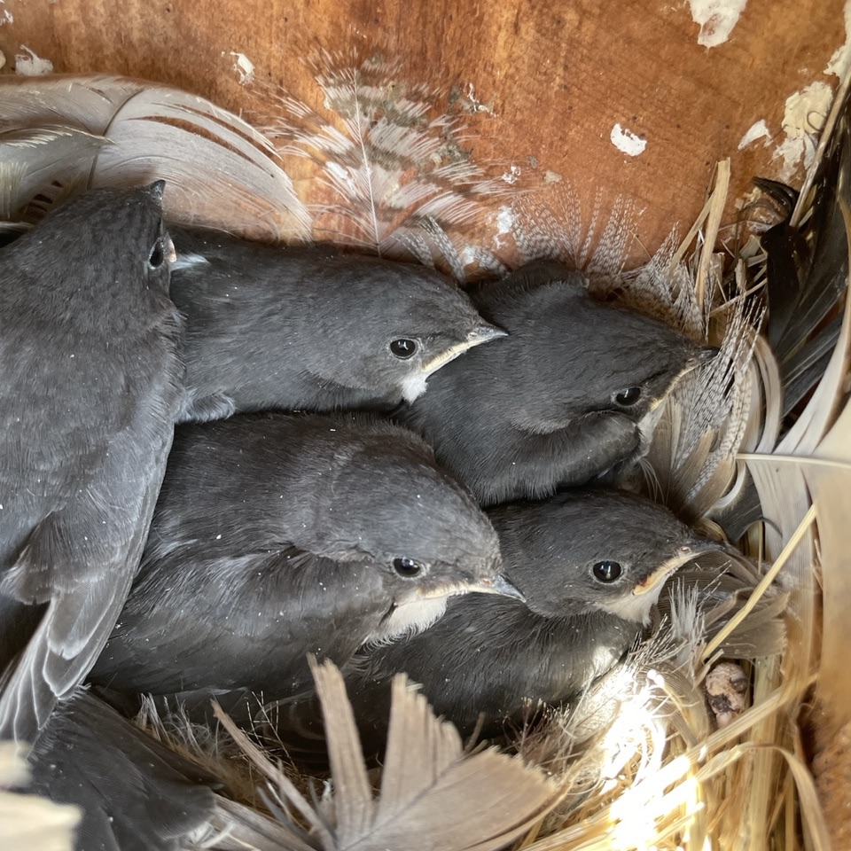 Baby bird update! So far this year 63 eggs have hatched in our 36 nest boxes. 40 of those baby birds have already fledged, and these tree swallow nestlings are not far behind. Parents will often raise a second brood, so we’ll keep monitoring throughout the summer.