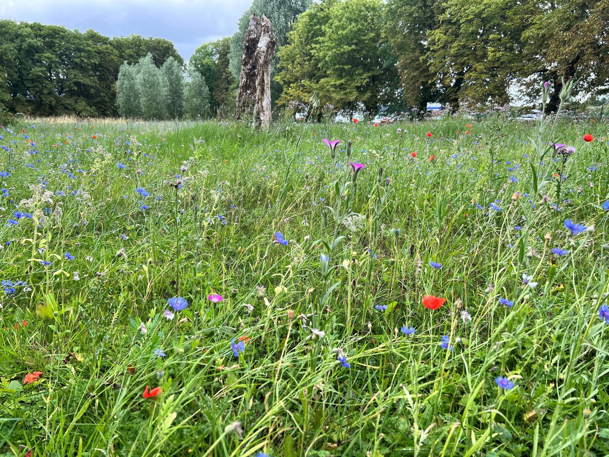 Wakefield Council on Twitter "Look out for new wildflower meadows coming into bloom this summer