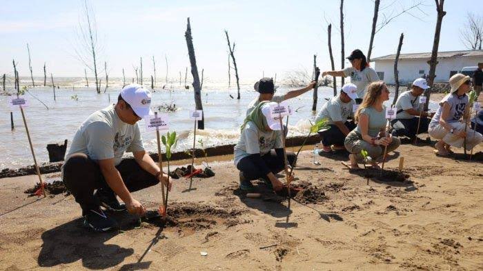 kemitraan_ind's tweet photo. Walikota Kota Pekalongan turut hadir dalam sesi penanaman mangrove, beserta perwakilan dari delegasi dan dinas setempat. Penanaman bibit mangorve Avicennia Acanthacea (Api-Api) dilakukan di pesisir pantai Kandang Panjang @adaptationfund https://t.co/TTyfPletMB