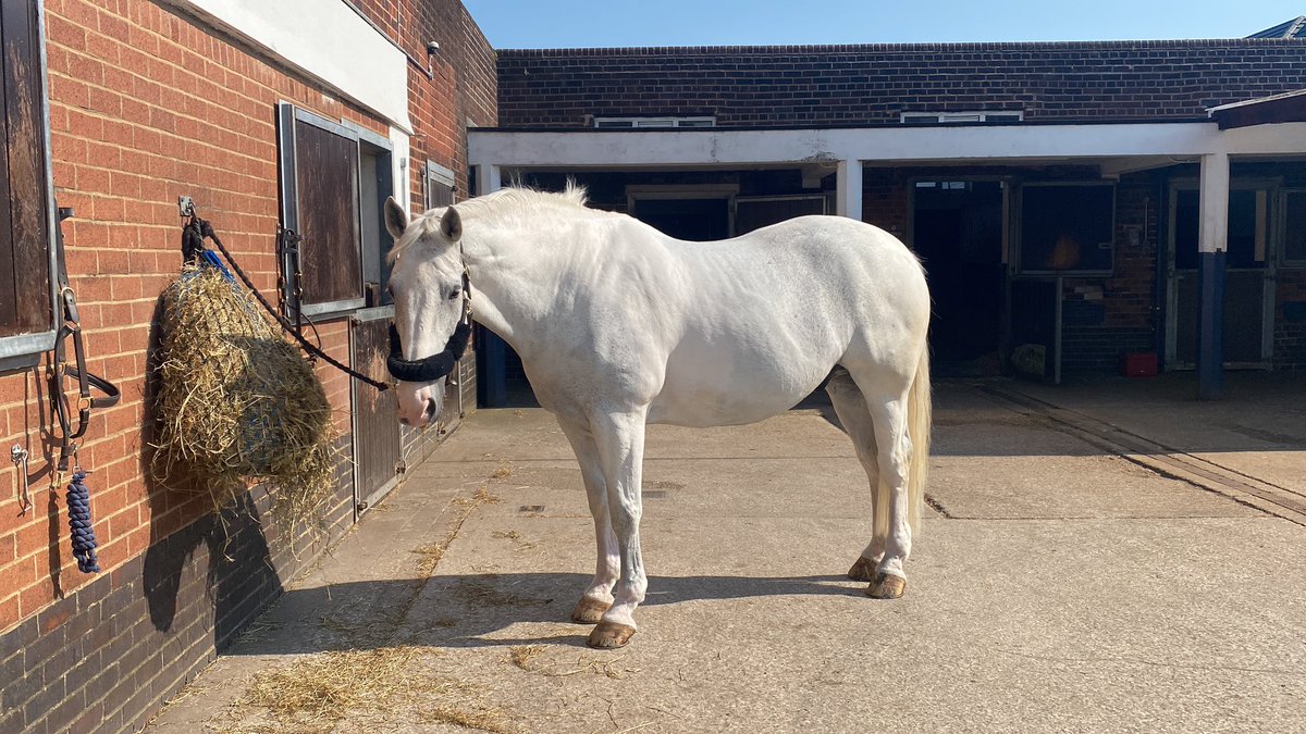 Silver has had a full bath and is drying in the sun.